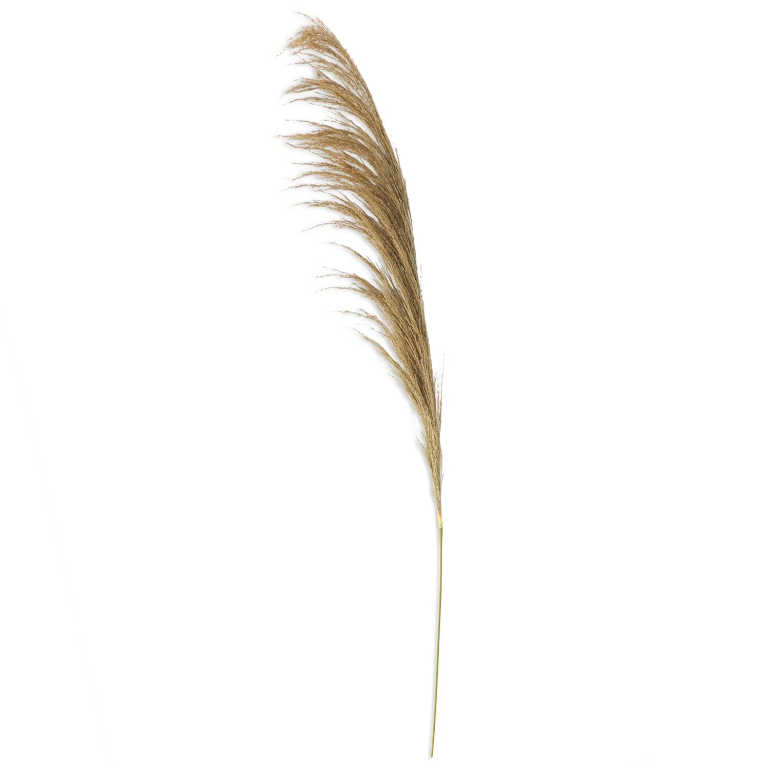 45" Dried Natural Pampas Stem - Image 2
