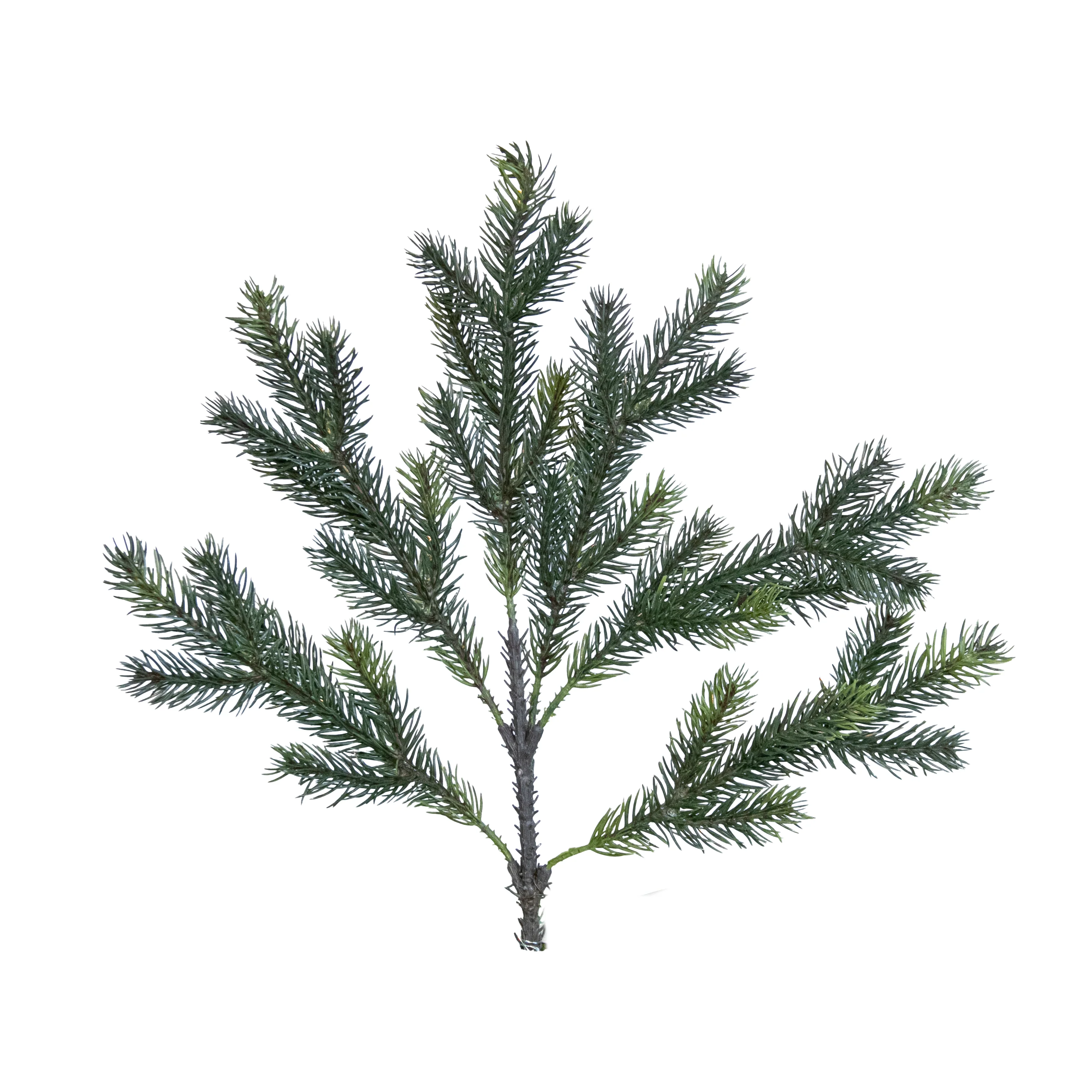 Angel Pine - 6 Tip, 15.5"