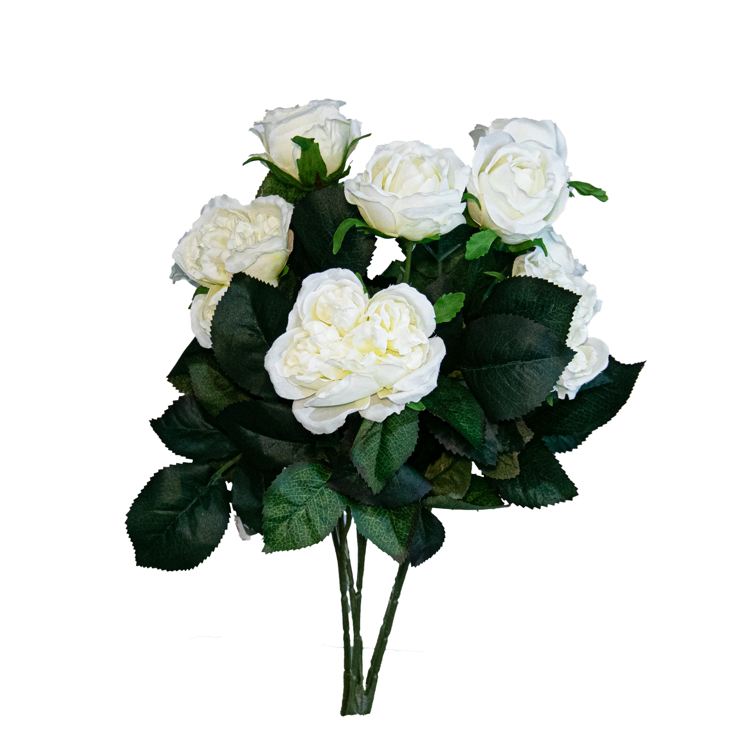 Cabbage Rose Bush x 10, Cream, 16"
