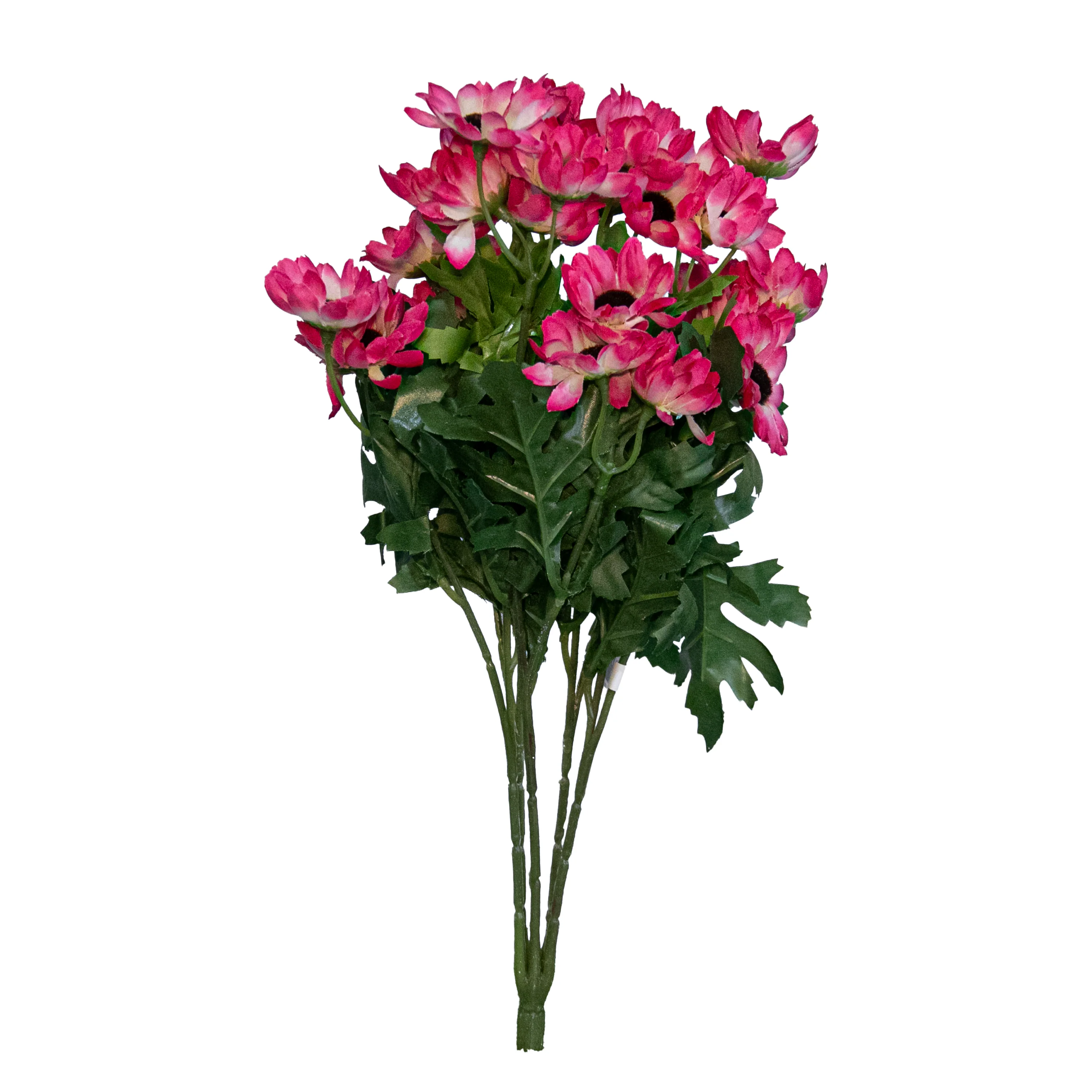 Cineraria Daisy Bush x 5, Pink/White, 15"