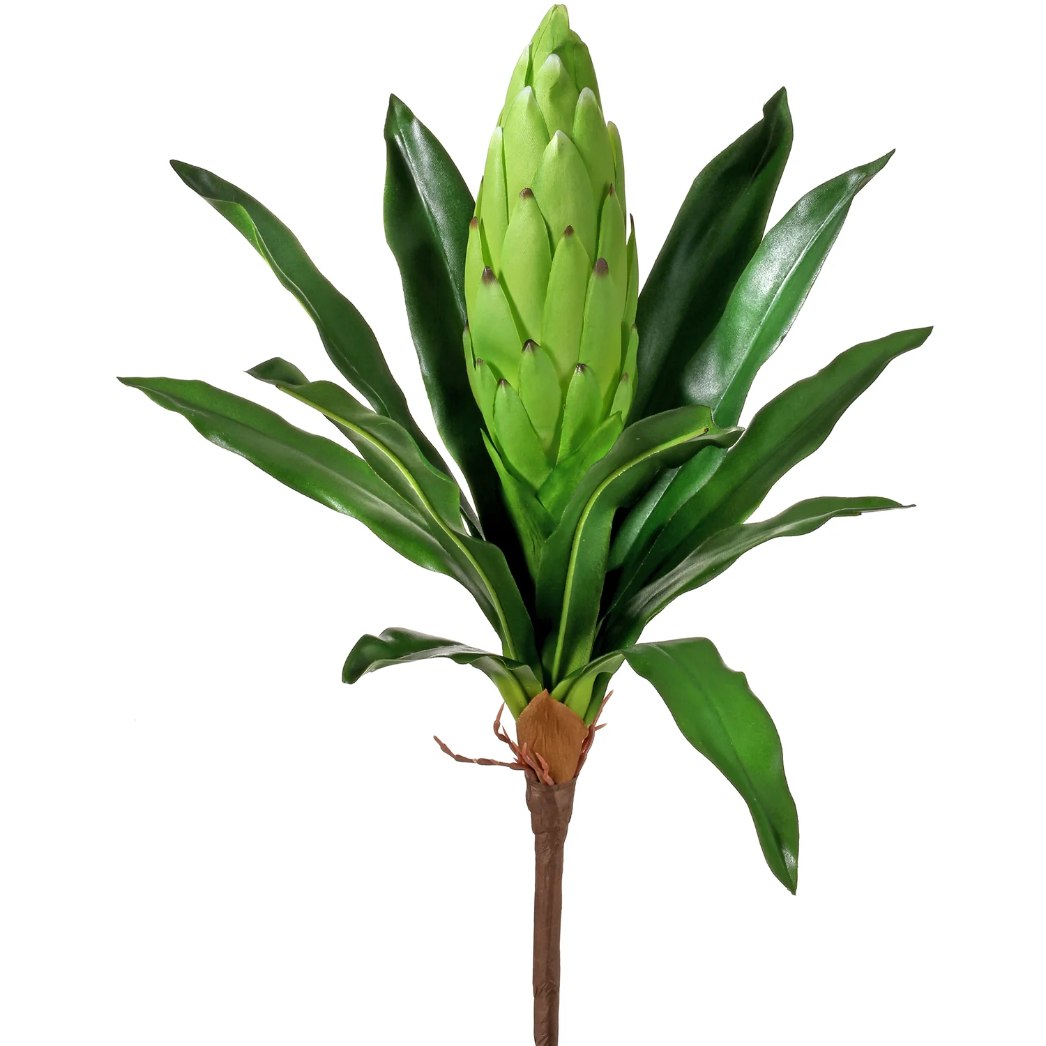Citrus Bromeliad Plant 16" (sold individually) - Image 3