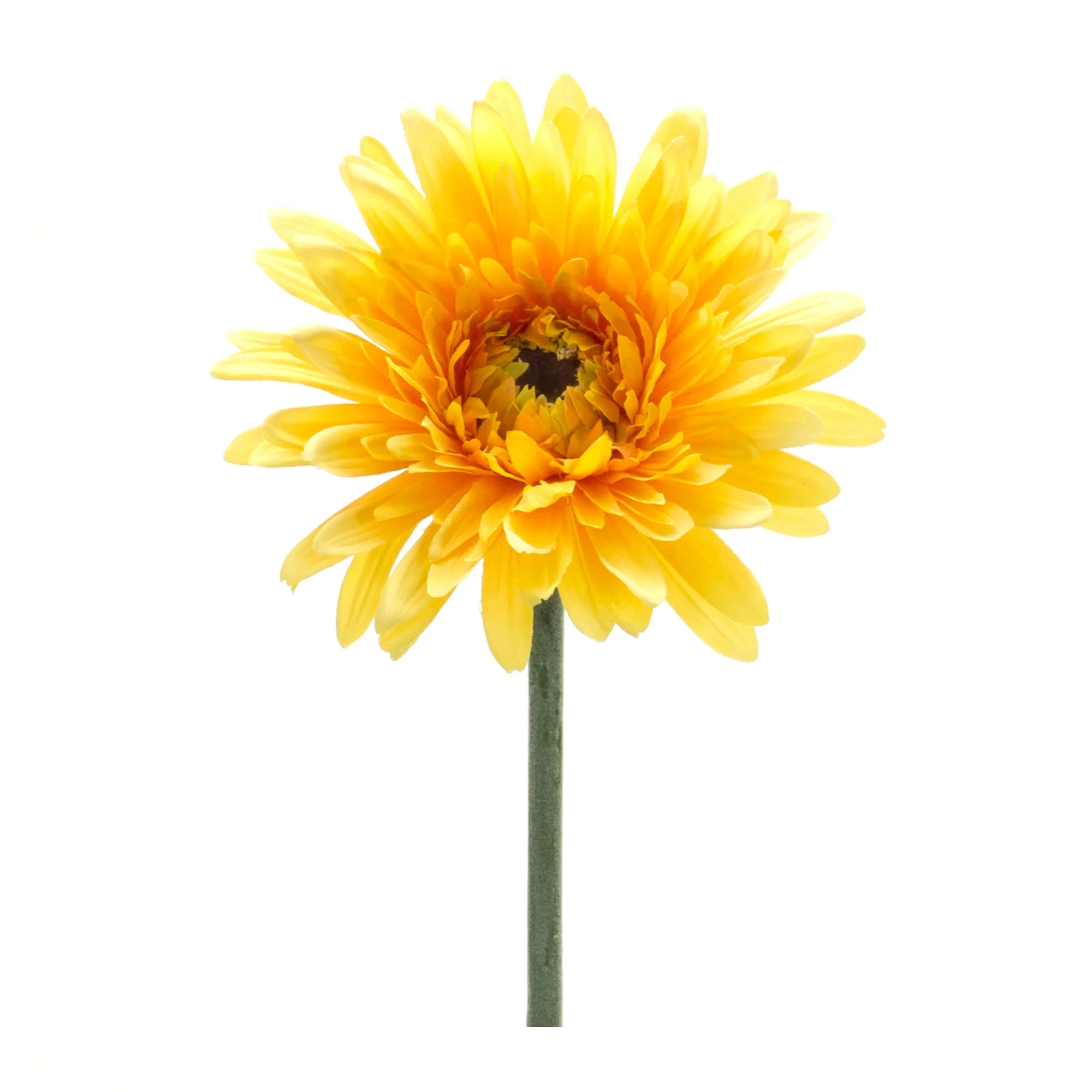 Gerbera Daisy Stem, 22”H
