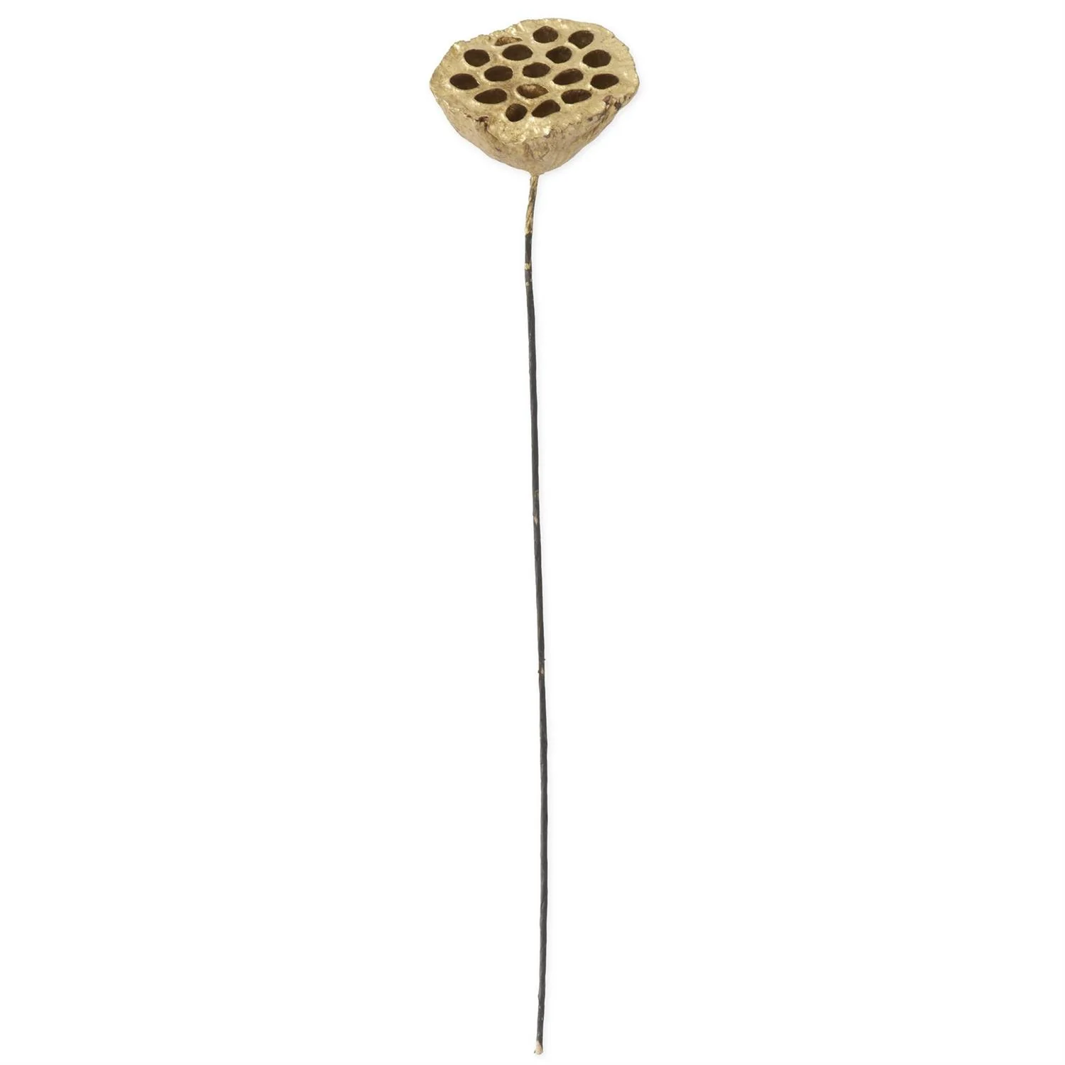 Gold Lotus Seedpod, 21"