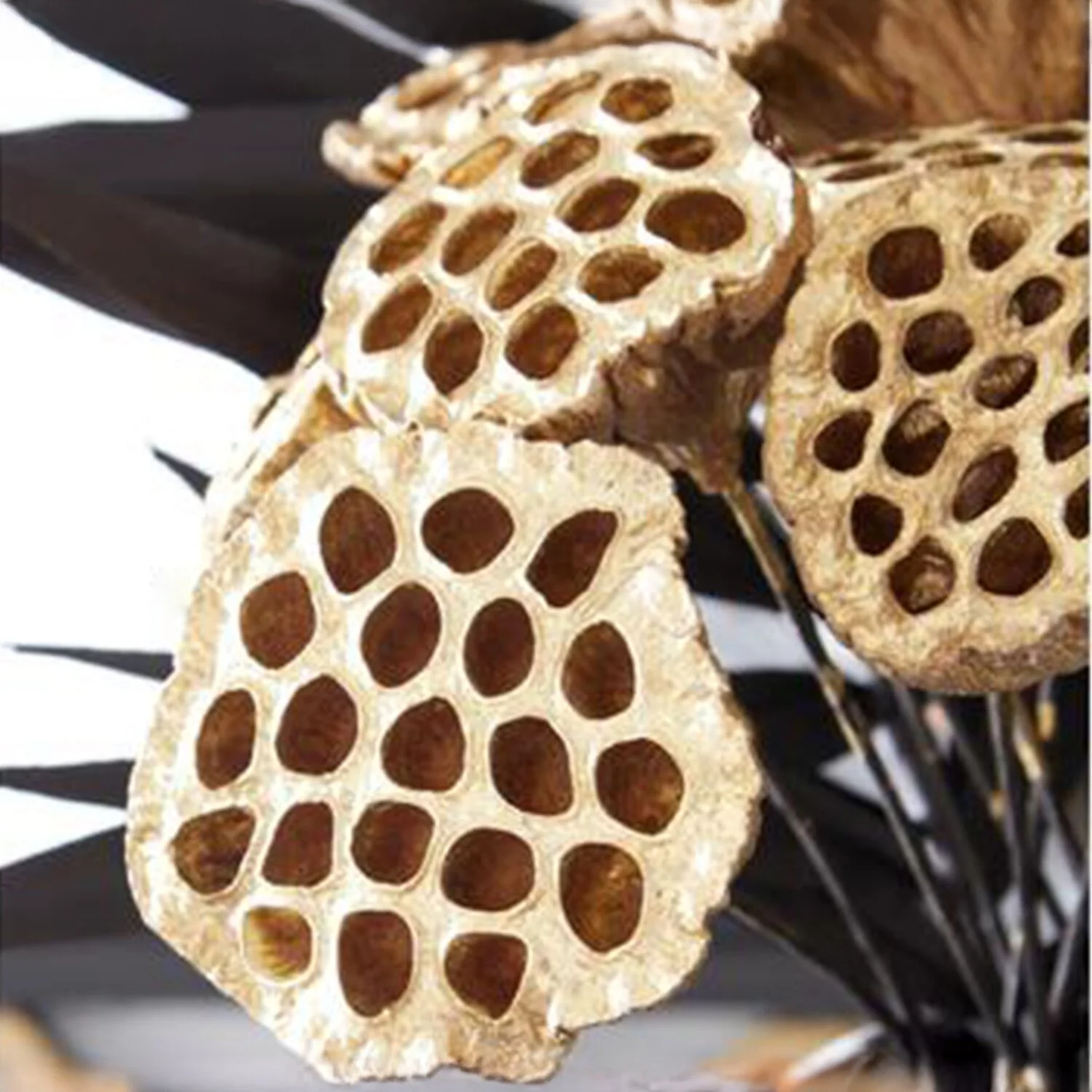 Gold Lotus Seedpod, 21" - Image 5