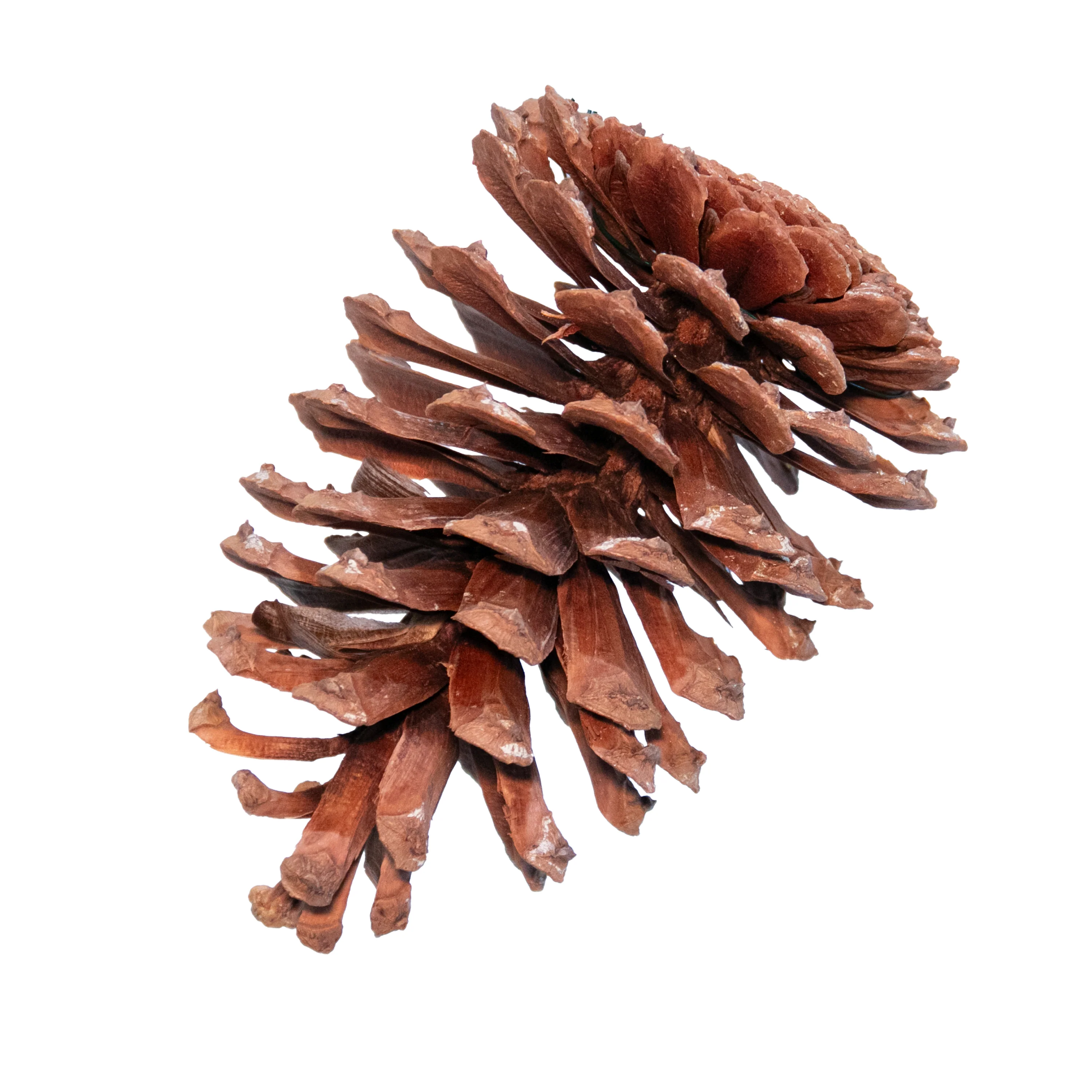 Longleaf Pinecone, Natural, 6" - 8"