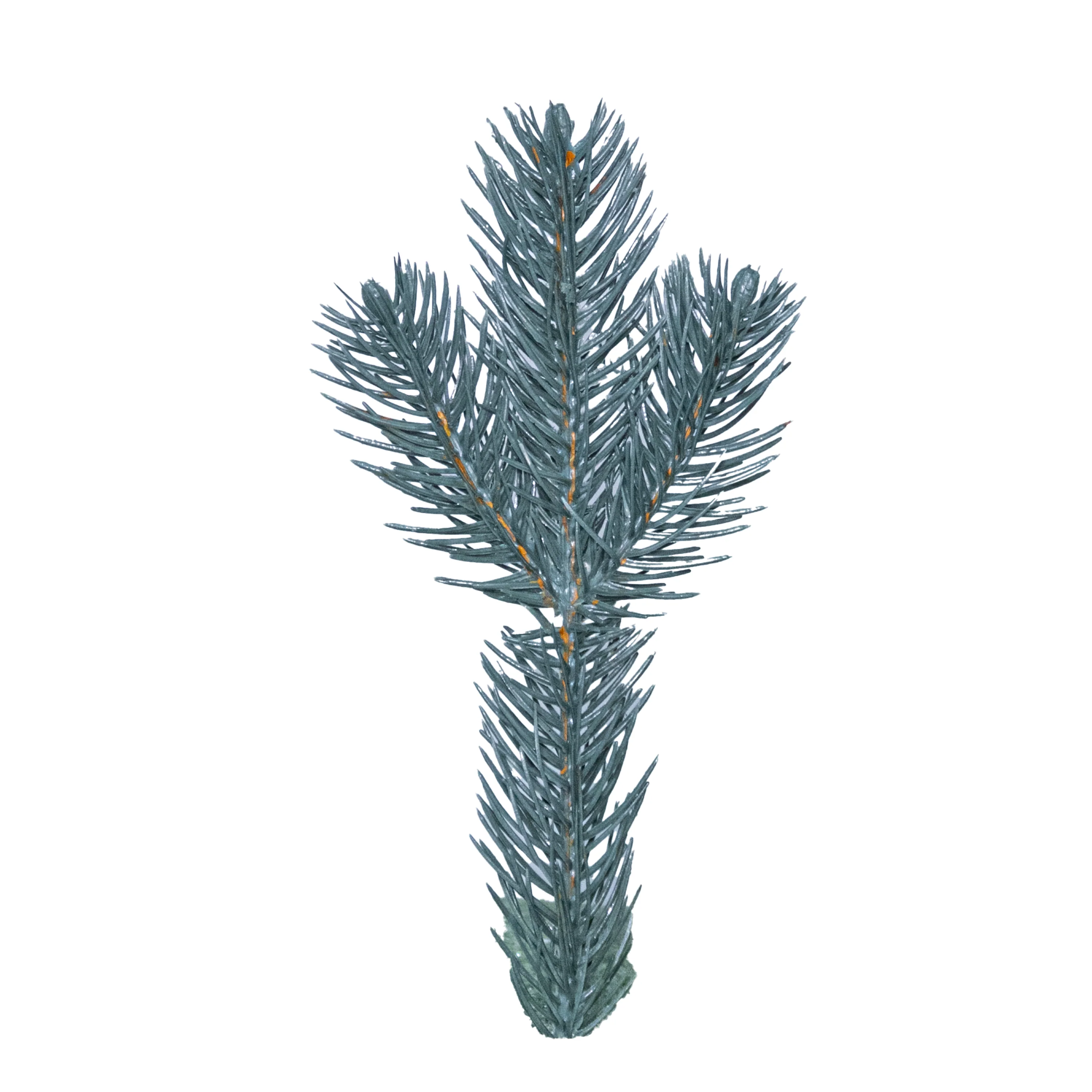 Blue Spruce Branch, Single (PE)
