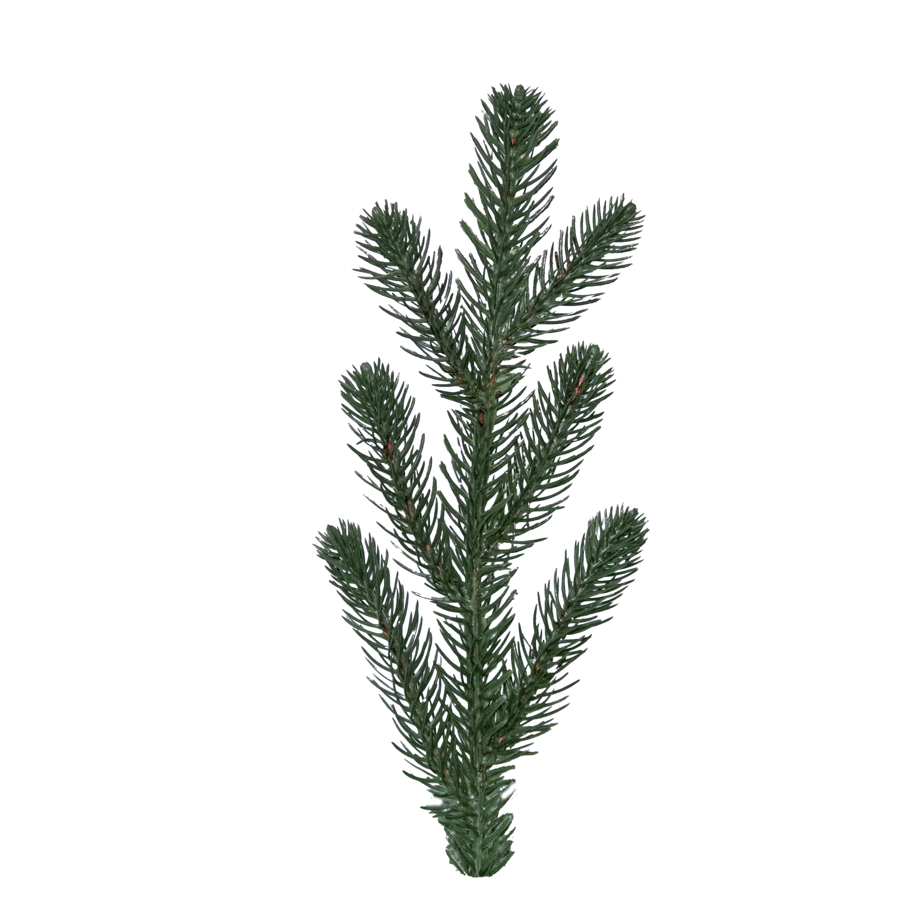 Round Pine Branch, Single (PE)