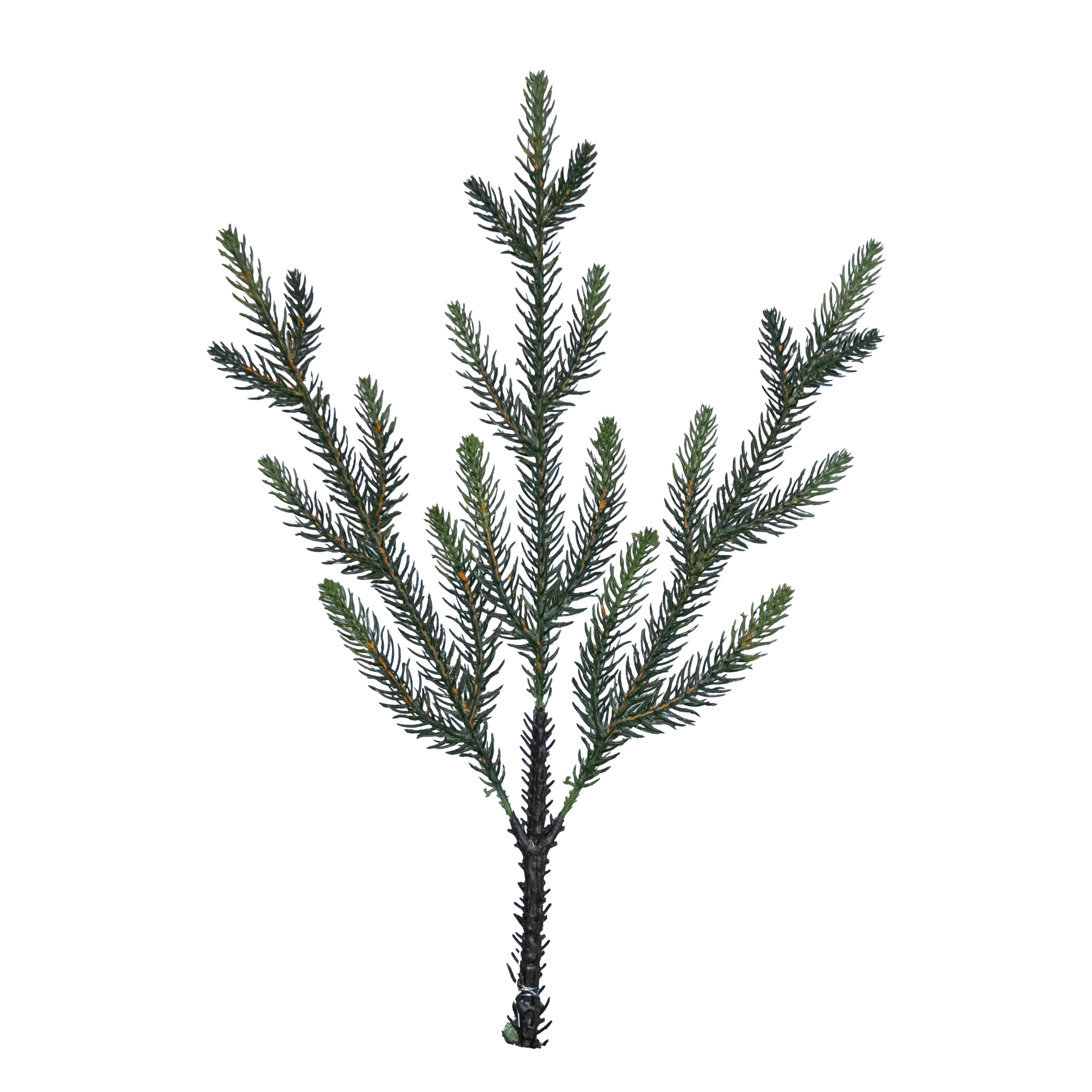 Pine Branch - 3 Tip, 17.5"