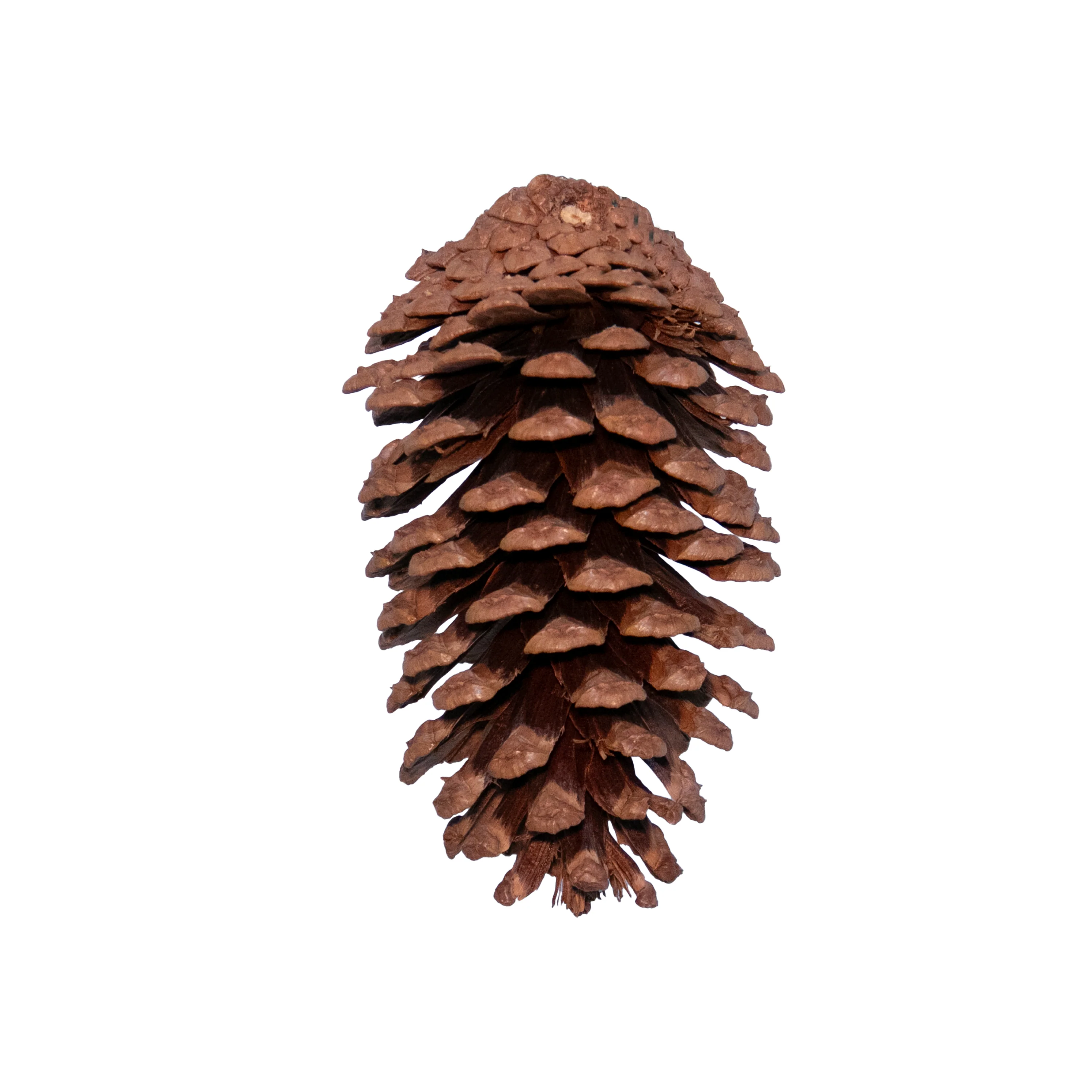 Pinecone, Natural, Large, 5" - 6"