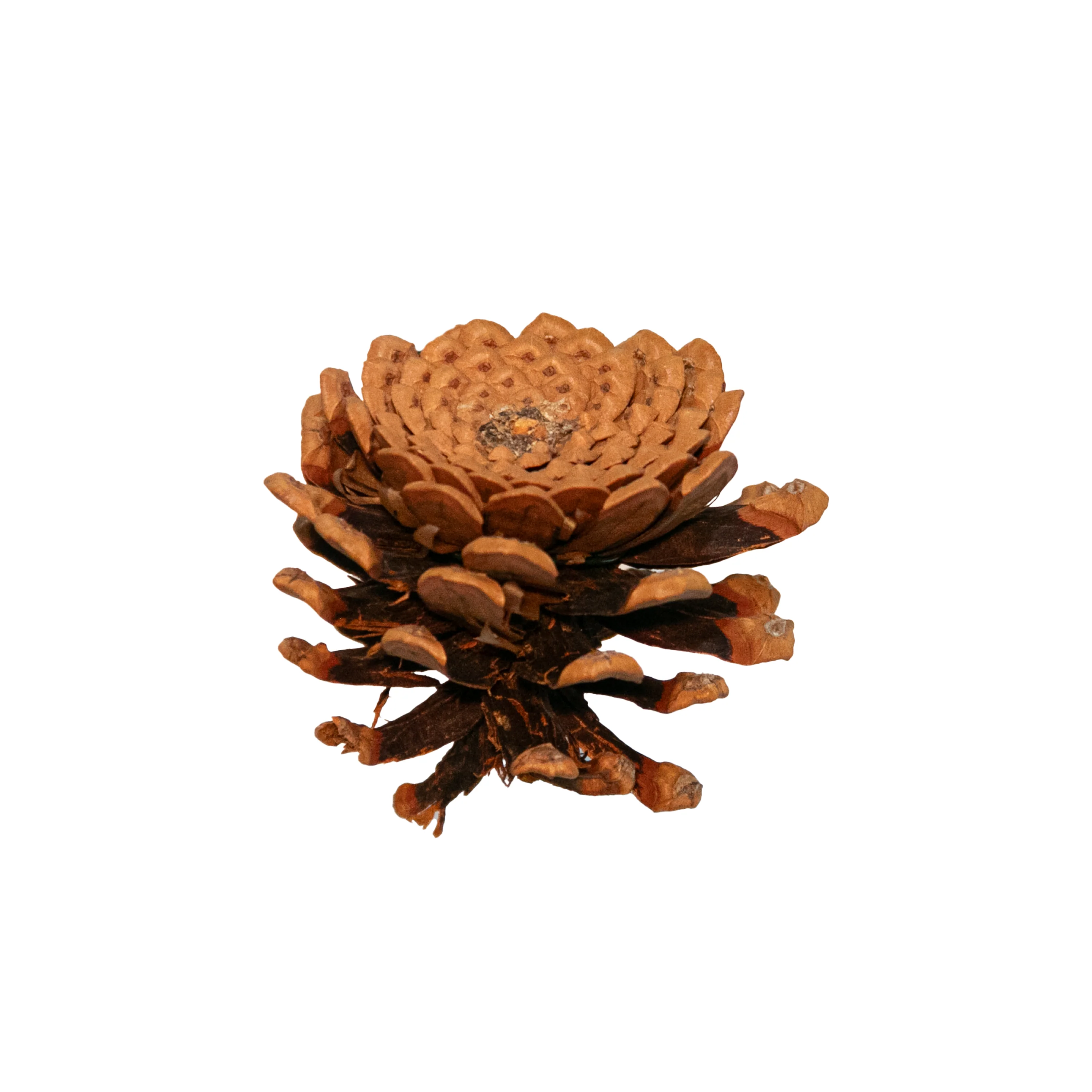 Pinecone, Natural, Small, 1" - 2"