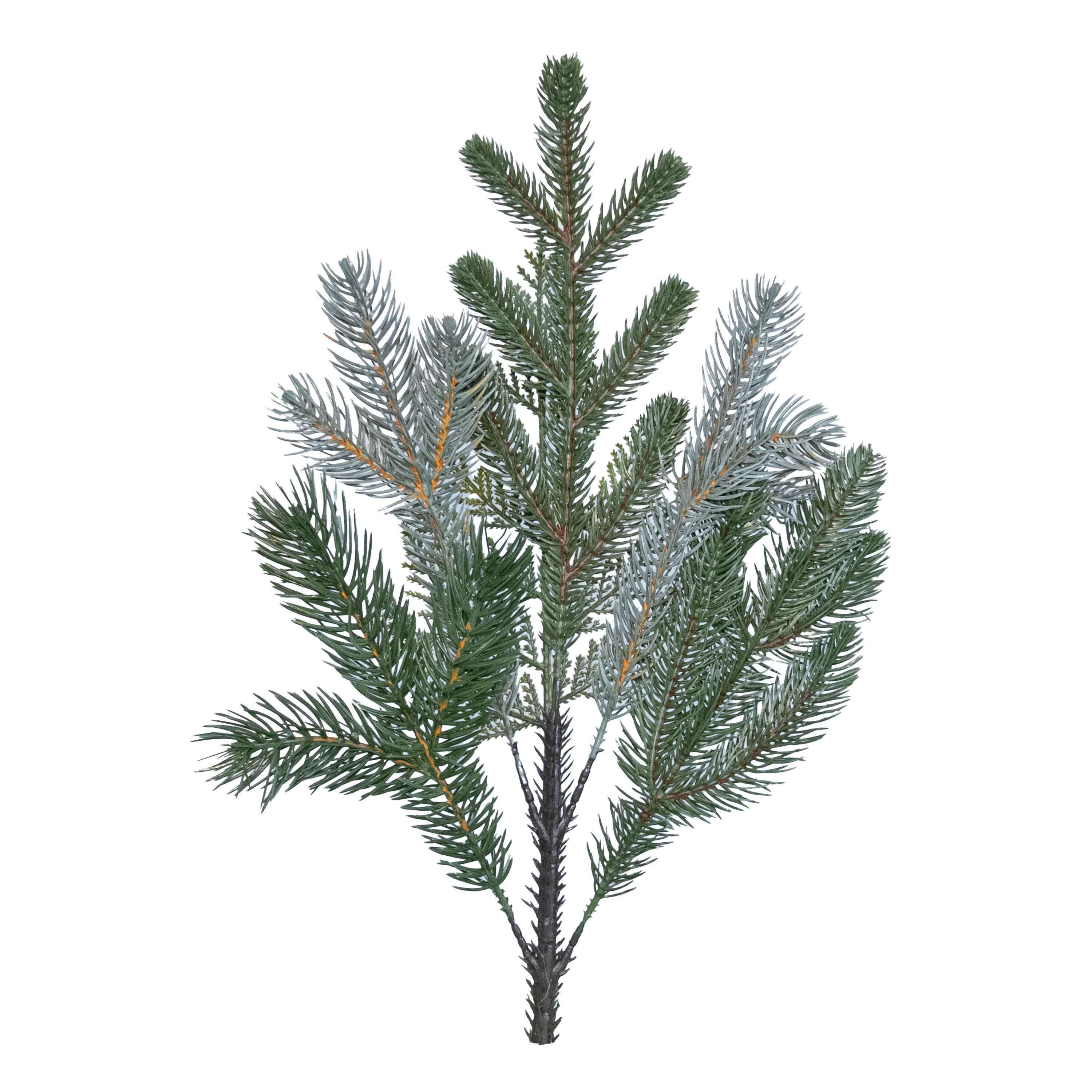 Standard Branch Spray x 6, 19"