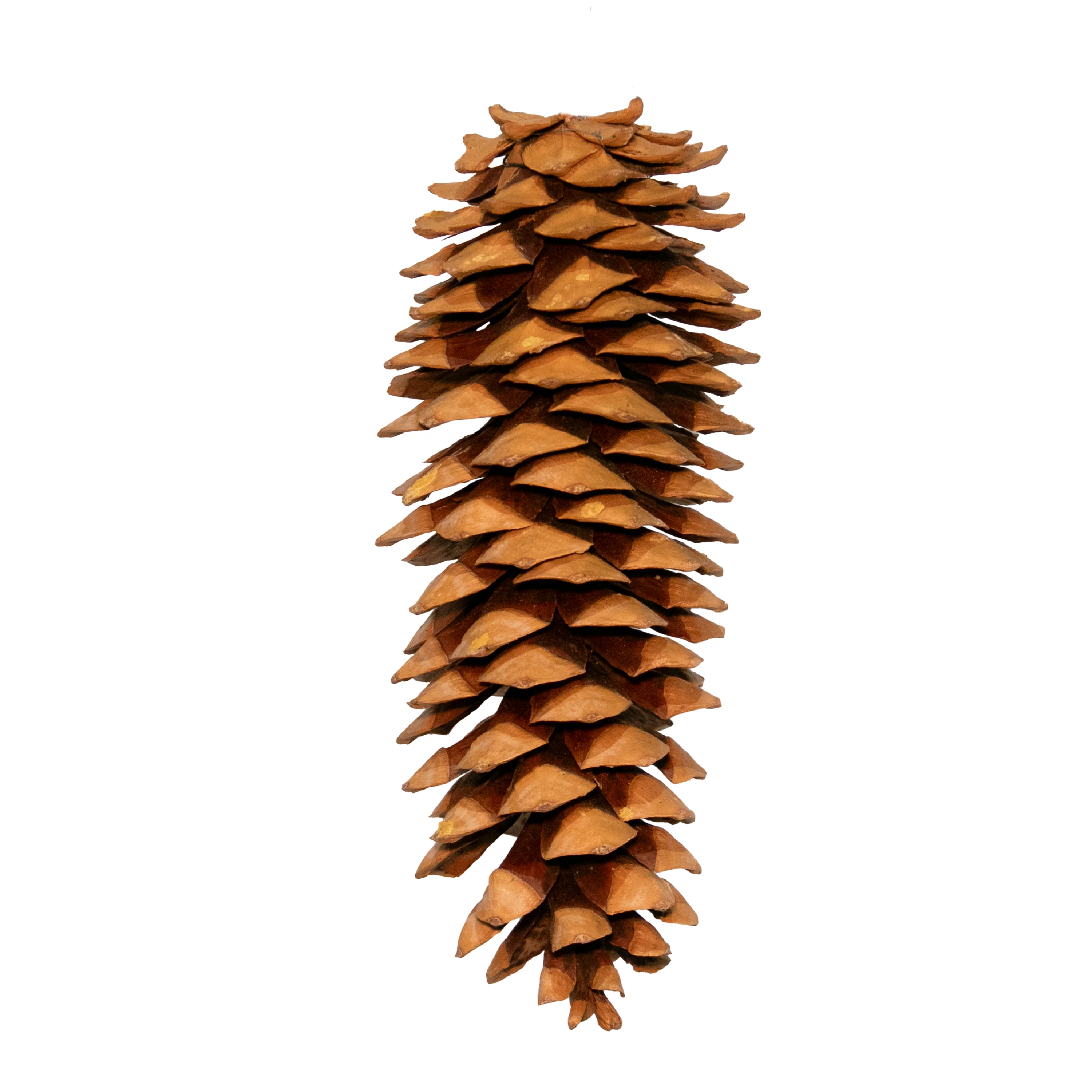 Sugar Cone, Natural, 10" - 12"
